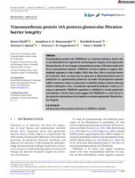 Transmembrane protein 14A protects glomerular filtration barrier integrity