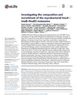 Investigating the composition and recruitment of the mycobacterial ImuA'-ImuB-DnaE2 mutasome