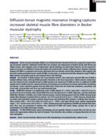 Diffusion-tensor magnetic resonance imaging captures increased skeletal muscle fibre diameters in Becker muscular dystrophy