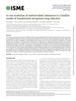 In vivo evolution of antimicrobial resistance in a biofilm model of Pseudomonas aeruginosa lung infection