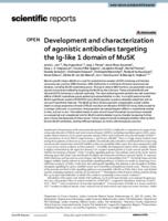 Development and characterization of agonistic antibodies targeting the Ig-like 1 domain of MuSK