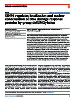 SENP6 regulates localization and nuclear condensation of DNA damage response proteins by group deSUMOylation