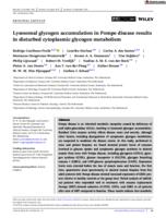 Lysosomal glycogen accumulation in Pompe disease results in disturbed cytoplasmic glycogen metabolism