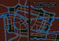 The development of molecular tools for investigating NAD+ metabolism and signalling