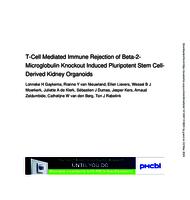 T-cell mediated immune rejection of beta-2-microglobulin knockout induced pluripotent stem cell-derived kidney organoids