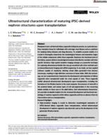 Ultrastructural characterization of maturing iPSC-derived nephron structures upon transplantation