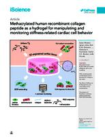 Methacrylated human recombinant collagen peptide as a hydrogel for manipulating and monitoring stiffness-related cardiac cell behavior