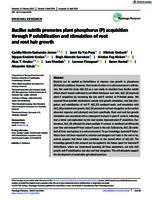 Bacillus subtilis promotes plant phosphorus (P) acquisition through P solubilization and stimulation of root and root hair growth