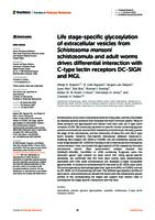 Life stage-specific glycosylation of extracellular vesicles from Schistosoma mansoni schistosomula and adult worms drives differential interaction with C-type lectin receptors DC-SIGN and MGL