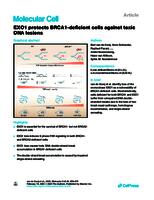 EXO1-mediated DNA repair by single-strand annealing is essential for BRCA1-deficient cells