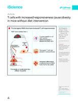 Article T cells with increased responsiveness cause obesity in mice without diet intervention