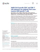 SARS-CoV-2-specific CD4+ and CD8+ T cell responses can originate from cross- reactive CMV- specific T cells