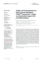 Single-cell transcriptomics in bone marrow delineates CD56dimGranzymeK+ subset as intermediate stage in NK cell differentiation