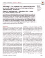 The lncRNA LETS1 promotes TGF-β-induced EMT and cancer cell migration by transcriptionally activating a TβR1-stabilizing mechanism