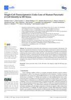 Single-cell transcriptomics links loss of human pancreatic β-Cell Identity to ER stress