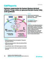 Immune suppression by human thymus-derived effector Tregs relies on glucose/lactate-fueled fatty acid synthesis