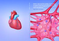 hiPSC-derived 3D cardiac microtissue models with integrated immune cells and vasculature