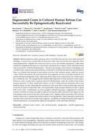 Degenerated cones in cultured human retinas can successfully be optogenetically reactivated